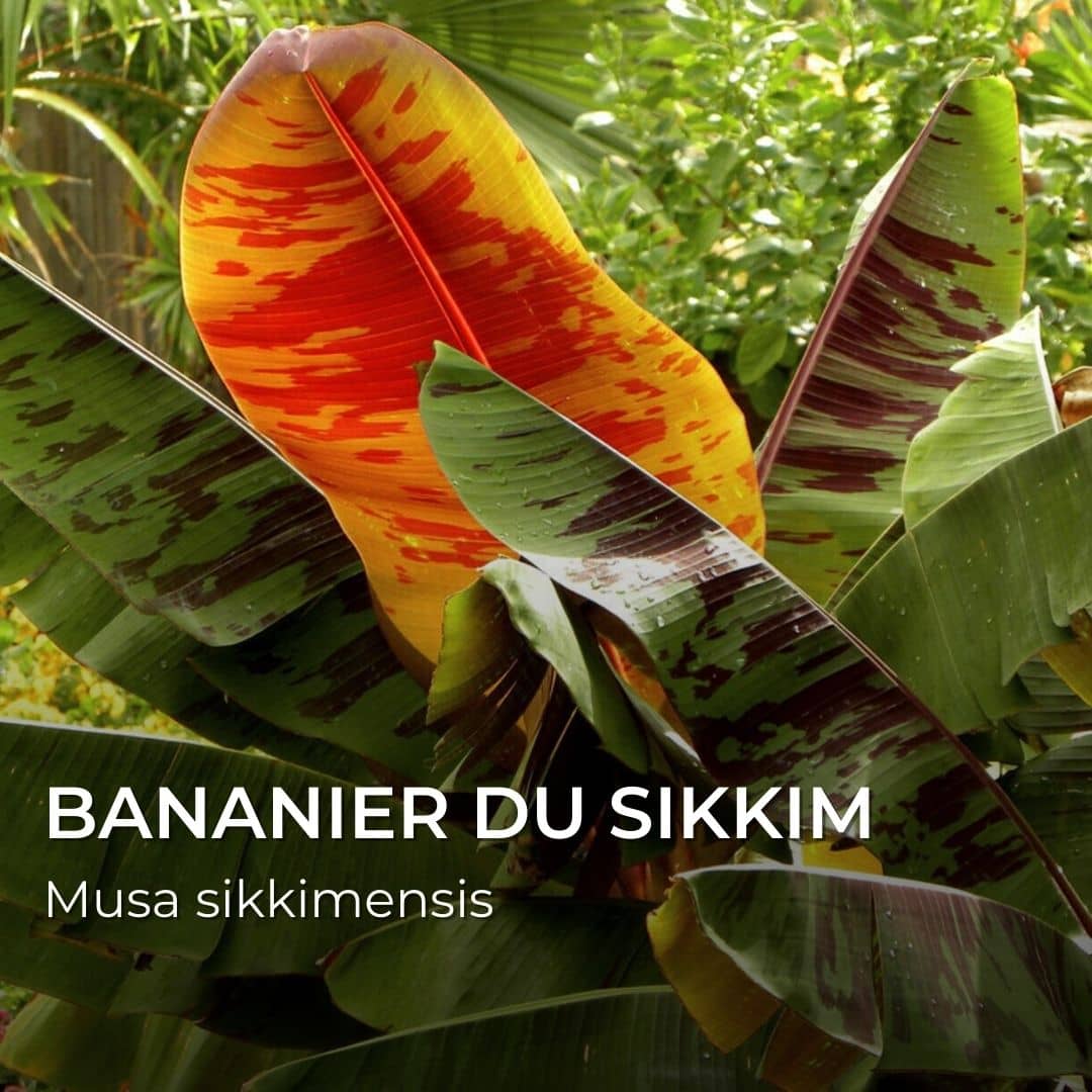 GRAINES - Bananier du Sikkim Tigre Rouge (Musa sikkimensis 'Red Tiger')