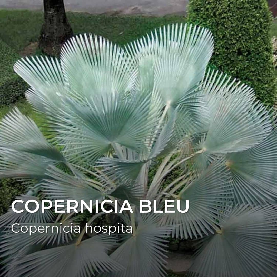 GRAINES - Palmier Copernicia Bleu (Copernicia hospita)
