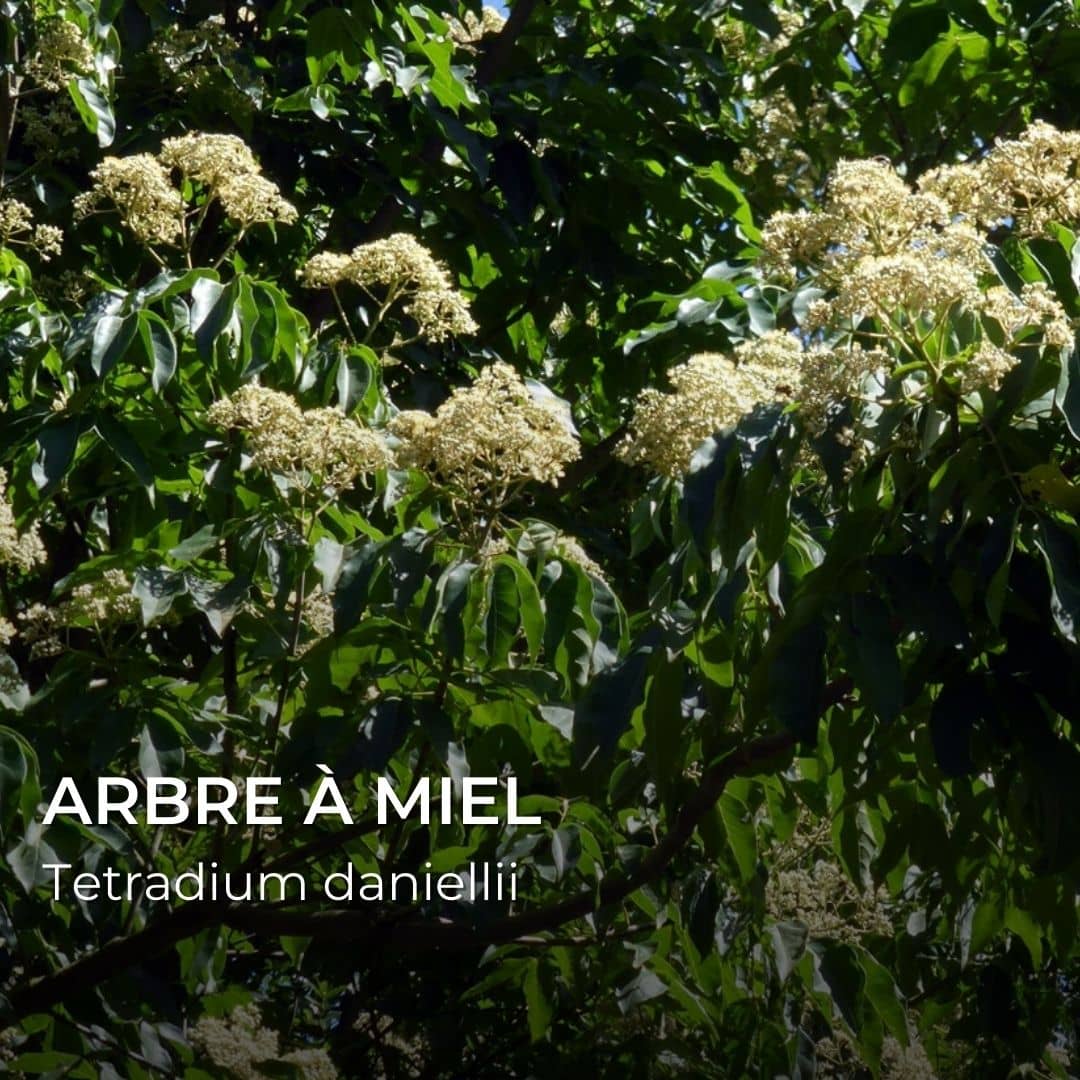 GRAINES - Arbre à Miel (Tetradium daniellii)