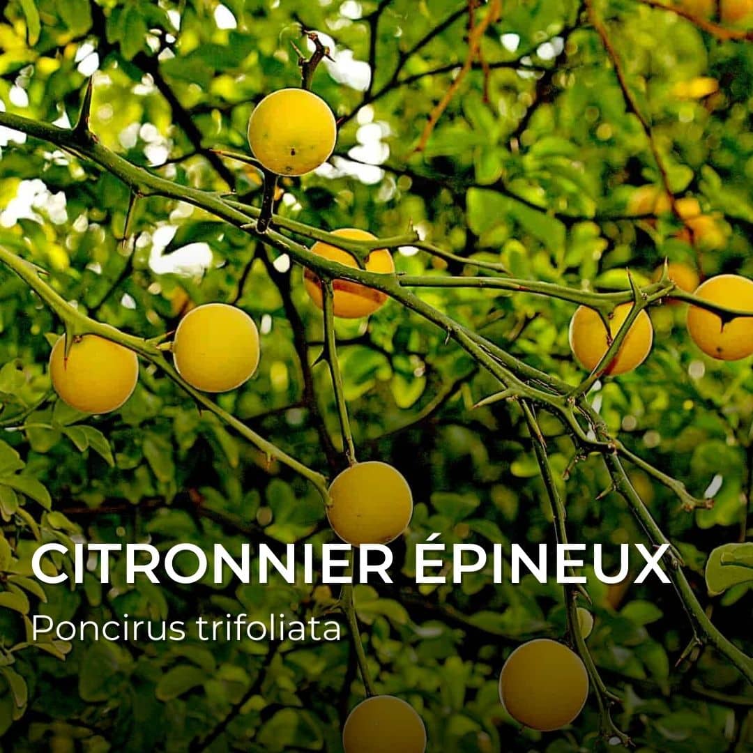 GRAINES - Citronnier Épineux (Poncirus trifoliata)