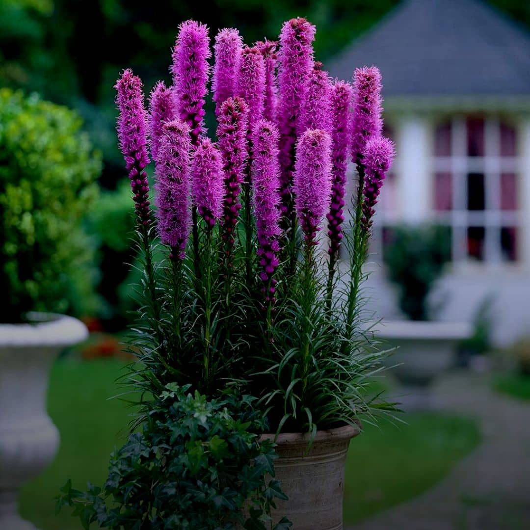 GRAINES - Plumes du Kansas (Liatris spicata)