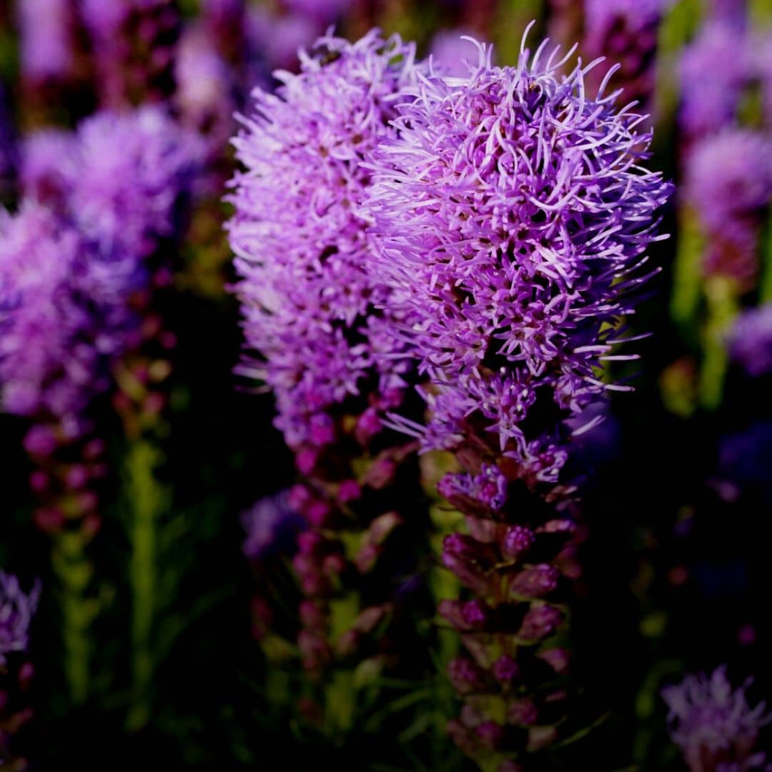 GRAINES - Plumes du Kansas (Liatris spicata)
