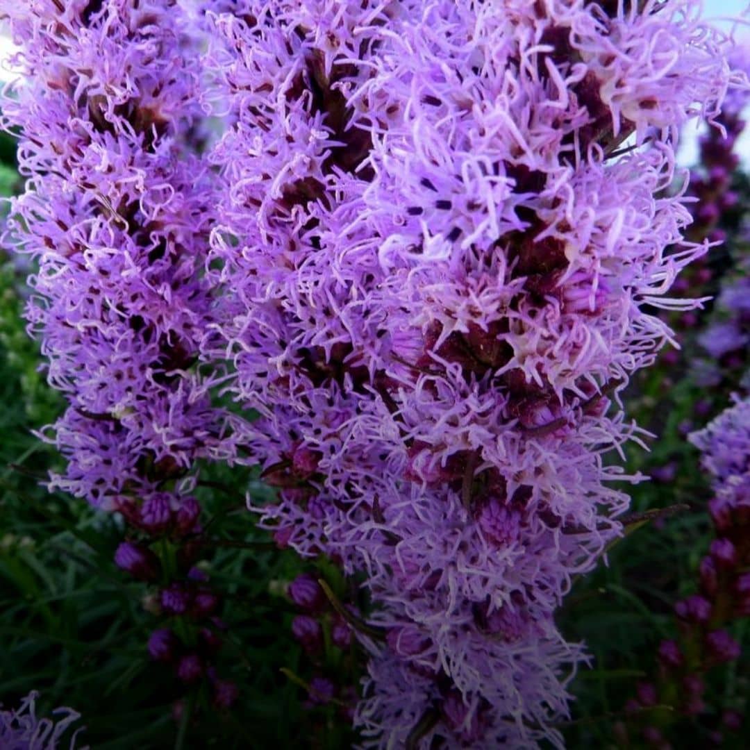 GRAINES - Plumes du Kansas (Liatris spicata)