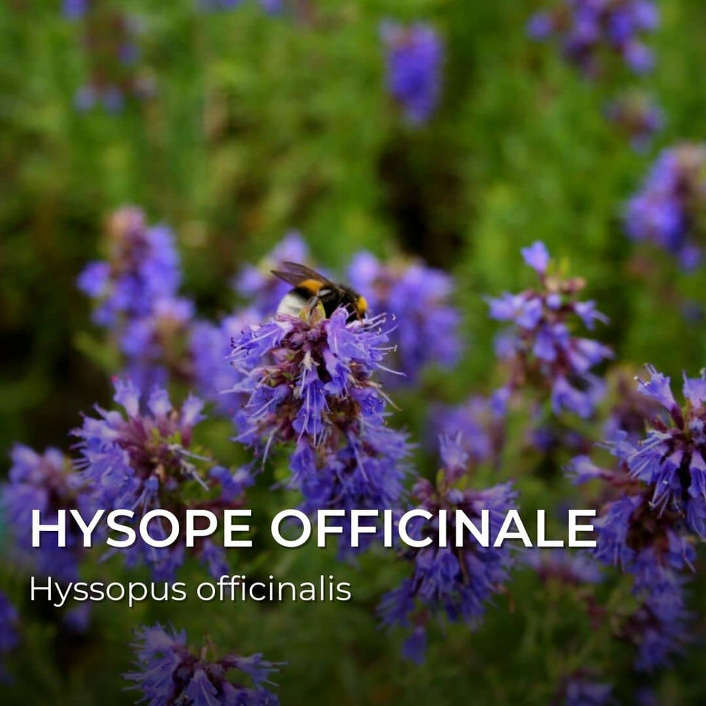 GRAINES - Hysope Officinale (Hyssopus officinalis)
