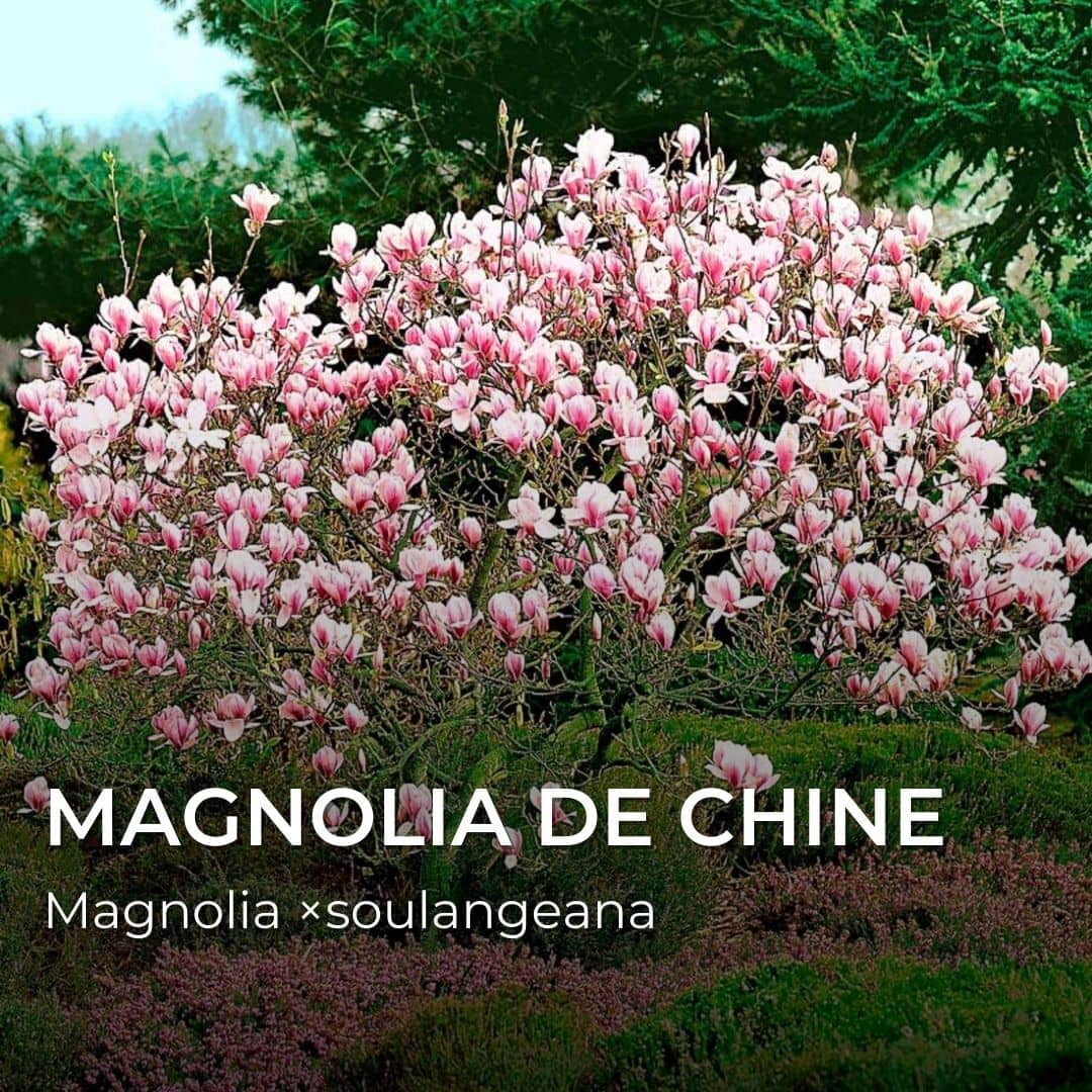 GRAINES - Magnolia de Chine (Magnolia x soulangeana)