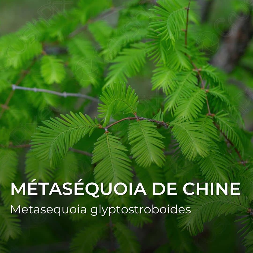 GRAINES - Métaséquoia de Chine (Metasequoia glyptostroboides)