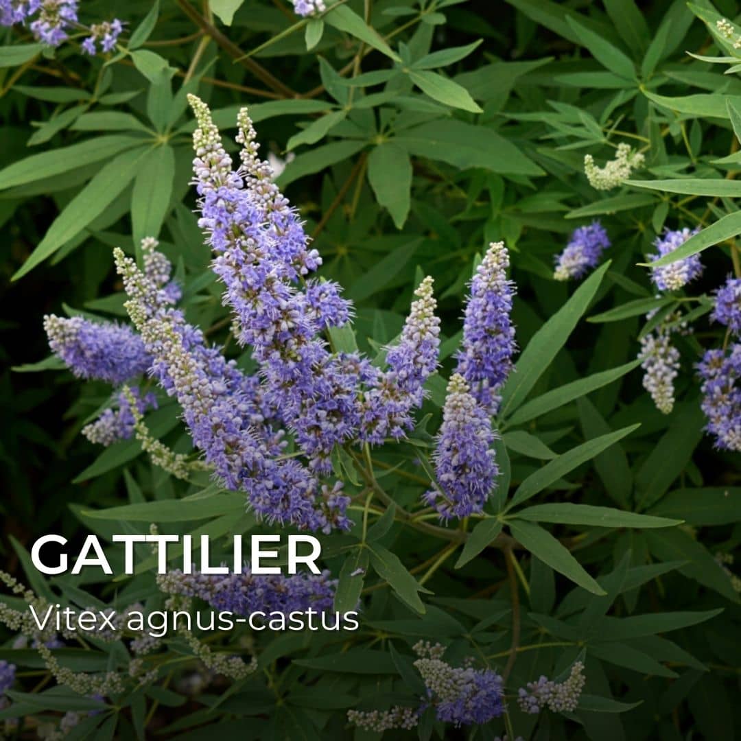GRAINES - Gattilier (Vitex agnus-castus)