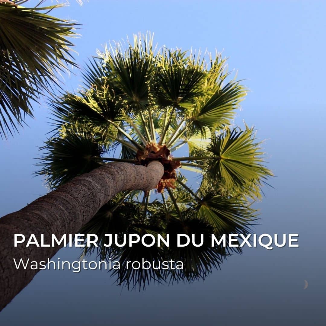GRAINES - Palmier Jupon du Mexique (Washingtonia robusta)