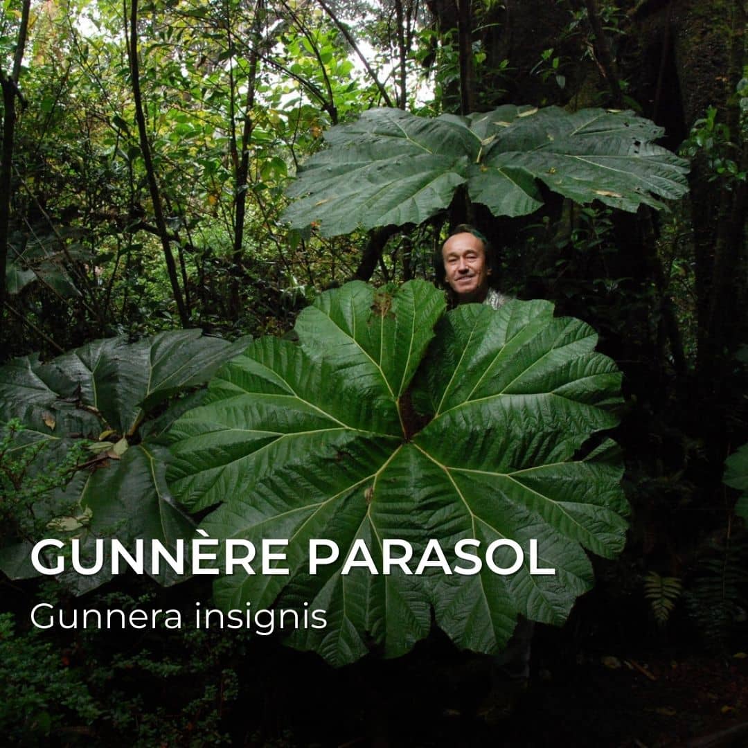 GRAINEBOX : Merveilles du Monde