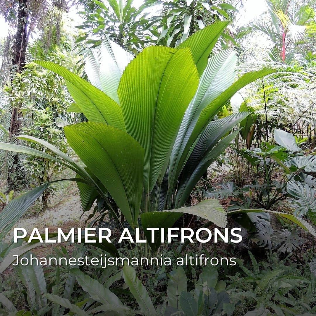 GRAINES Palmier Acaule Altifrons (Johannesteijsmannia altifrons)