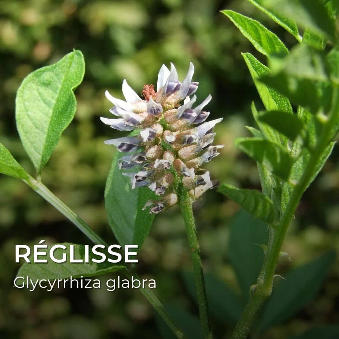 PLANT - Réglisse (Glycyrrhiza glabra)
