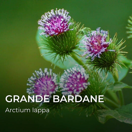 PLANT - Grande Bardane (Arctium lappa)