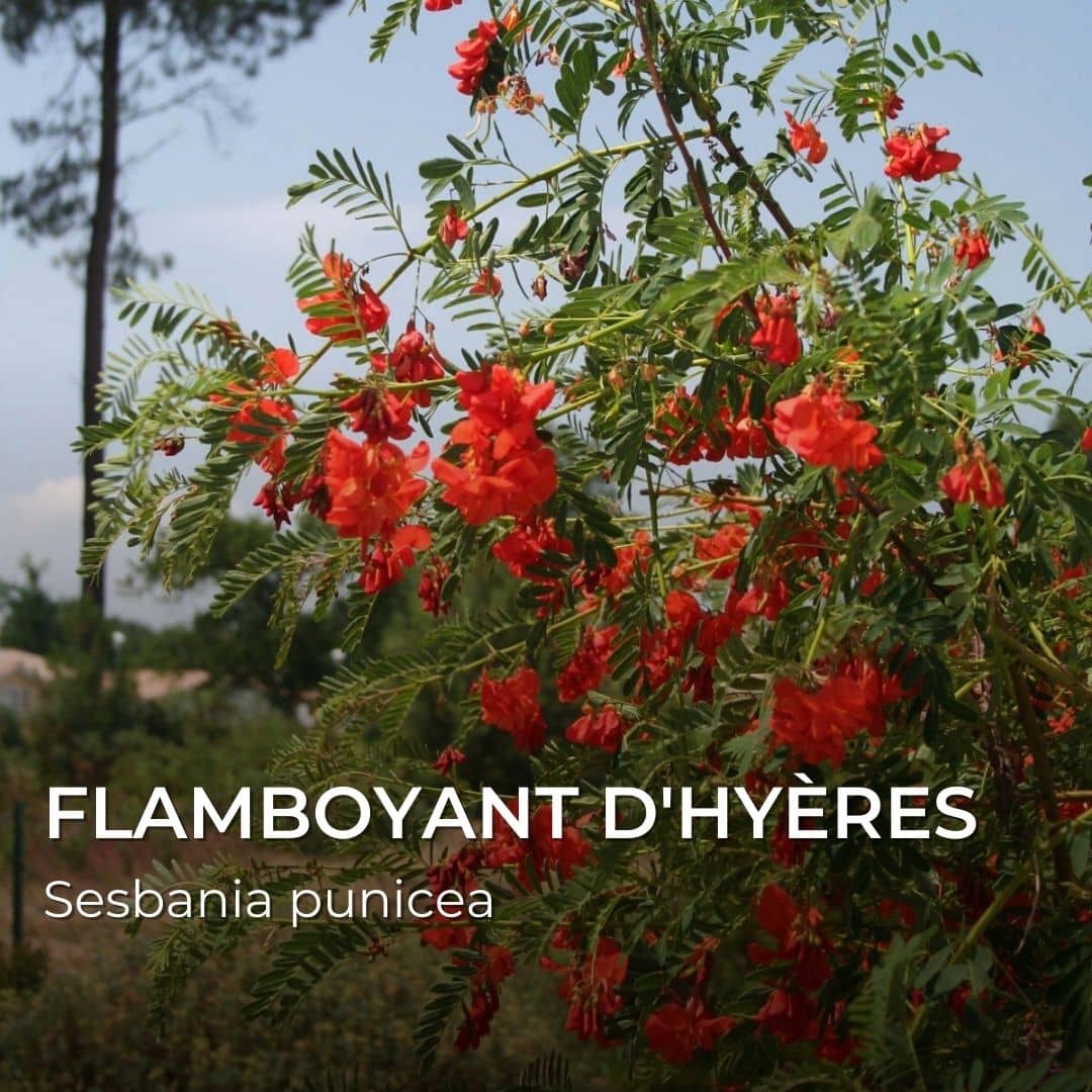GRAINES - Flamboyant d'Hyères (Sesbania punicea)