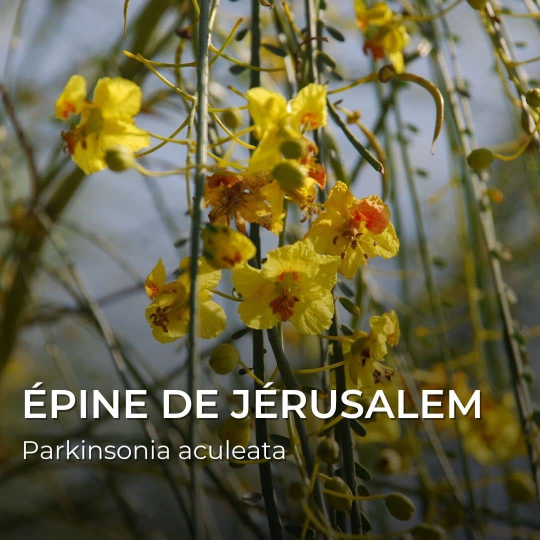 GRAINES - Épine de Jérusalem (Parkinsonia aculeata)