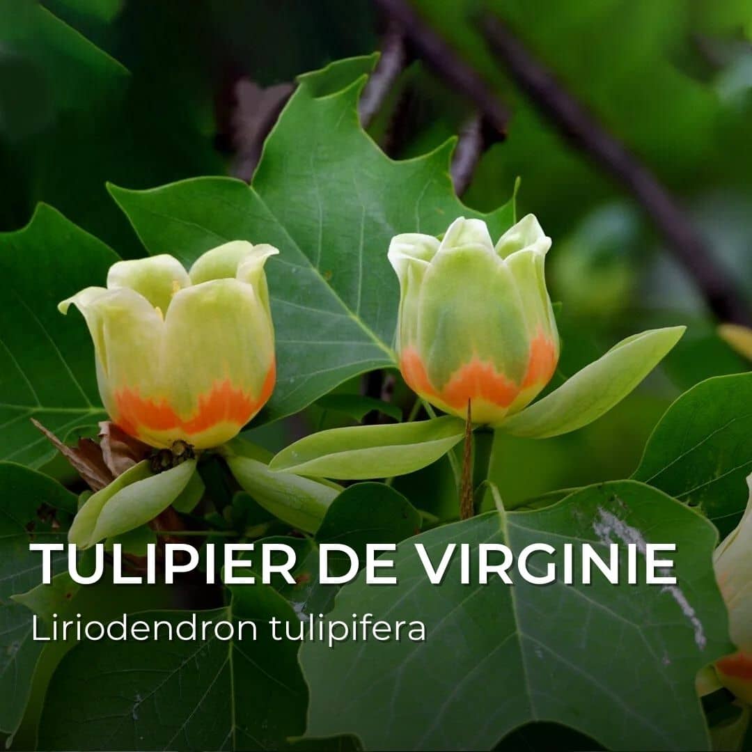 GRAINES - Tulipier de Virginie (Liriodendron tulipifera)