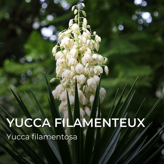 GRAINES - Yucca Filamenteux (Yucca filamentosa)