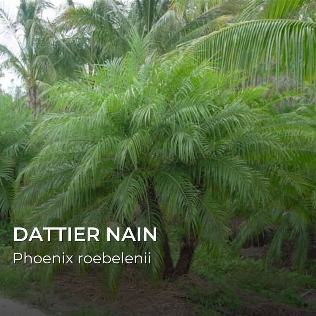 GRAINES - Dattier Nain (Phoenix roebelenii)