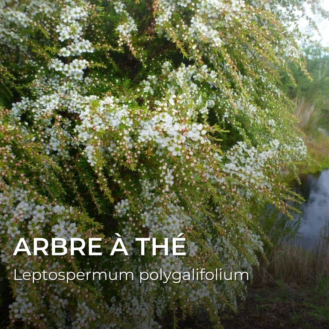 GRAINES - Arbre à Thé (Leptospermum polygalifolium)