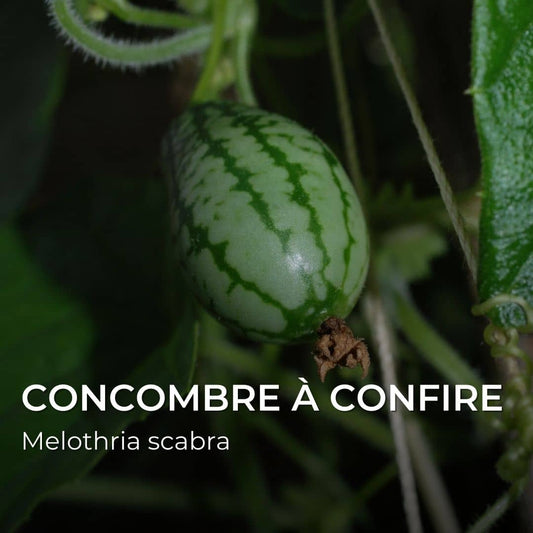 GRAINES - Concombre à confire (Melothria scabra)