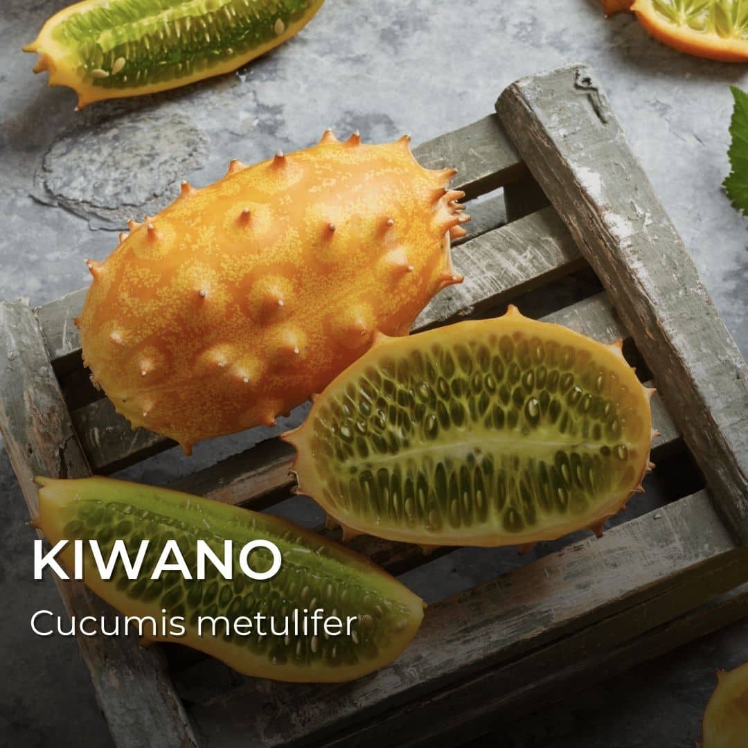 GRAINES - Kiwano / Concombre cornu (Cucumis metulifer)