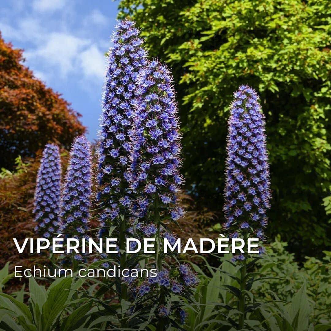 GRAINES - Vipérine de Madère (Echium candicans)