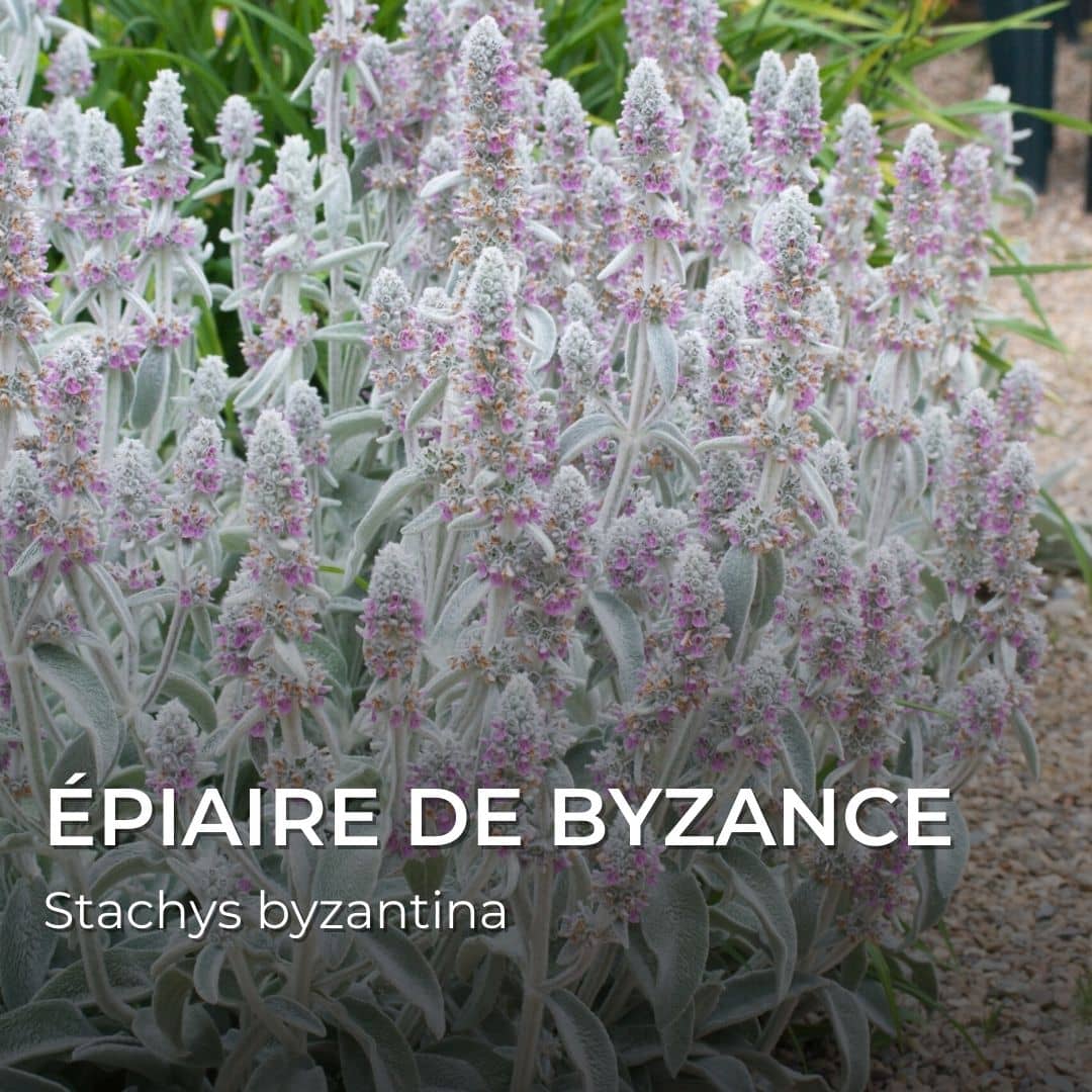 GRAINES - Épiaire de Byzance (Stachys byzantina)