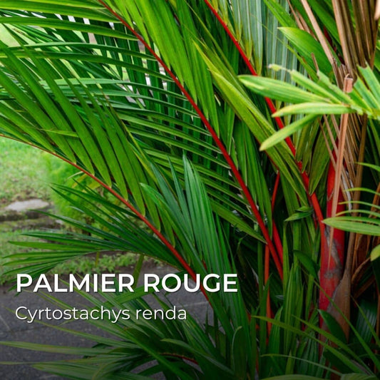 GRAINES - Palmier Rouge (Cyrtostachys renda)