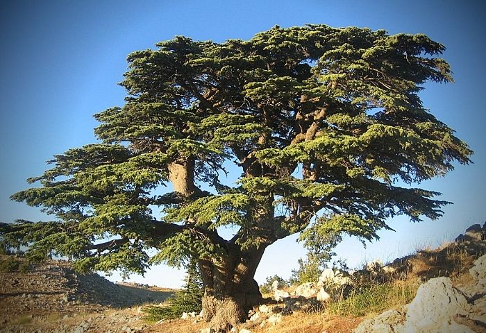 Liste des Conifères de France Cèdres Pins Sapins Épicéa et autres