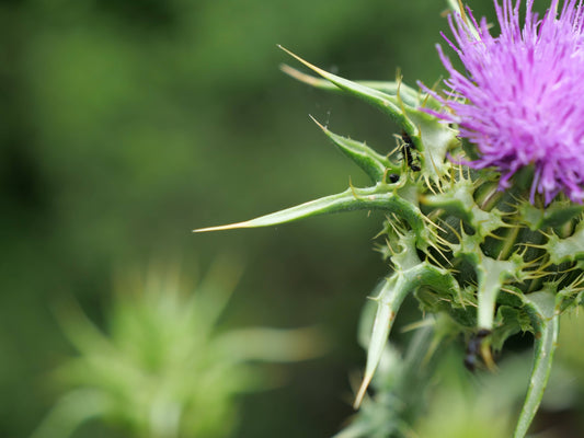 LES MEILLEURES PLANTES POUR INFUSION