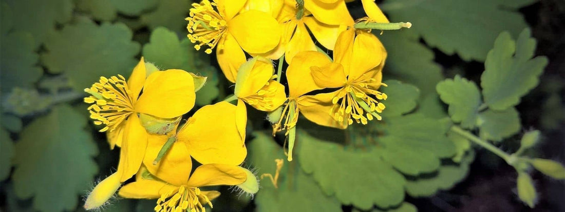 10 plantes contre les verrues la Grande Chélidoine qui enlève les verrues efficacement un remède de grand mère bio