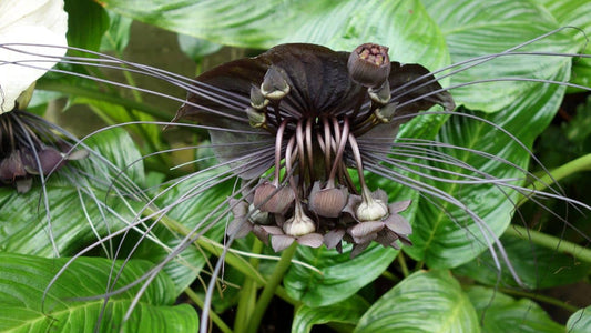 10 grains de Plantes rares à semer en juillet pour collection botanique