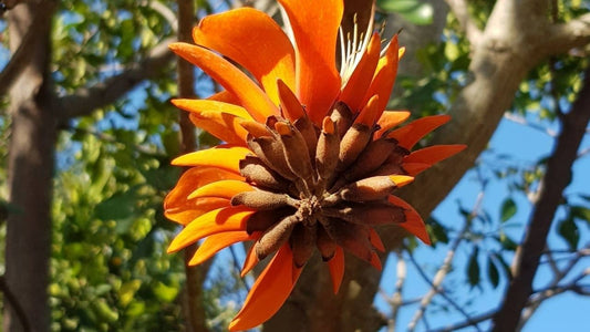 10 plantes tropicales faciles à cultiver (et rares) à cultiver chez soit