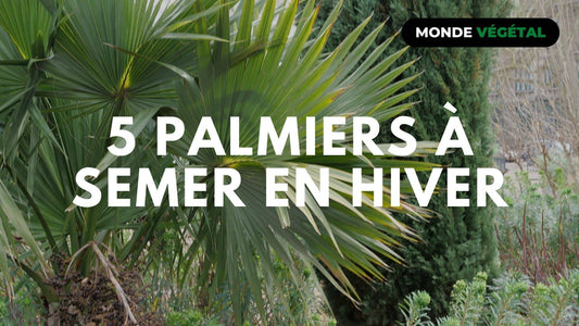 5 Palmiers à semer en hiver