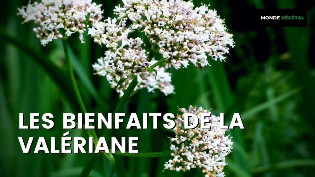QUELS SONT LES BIENFAITS DE LA VALÉRIANE ?