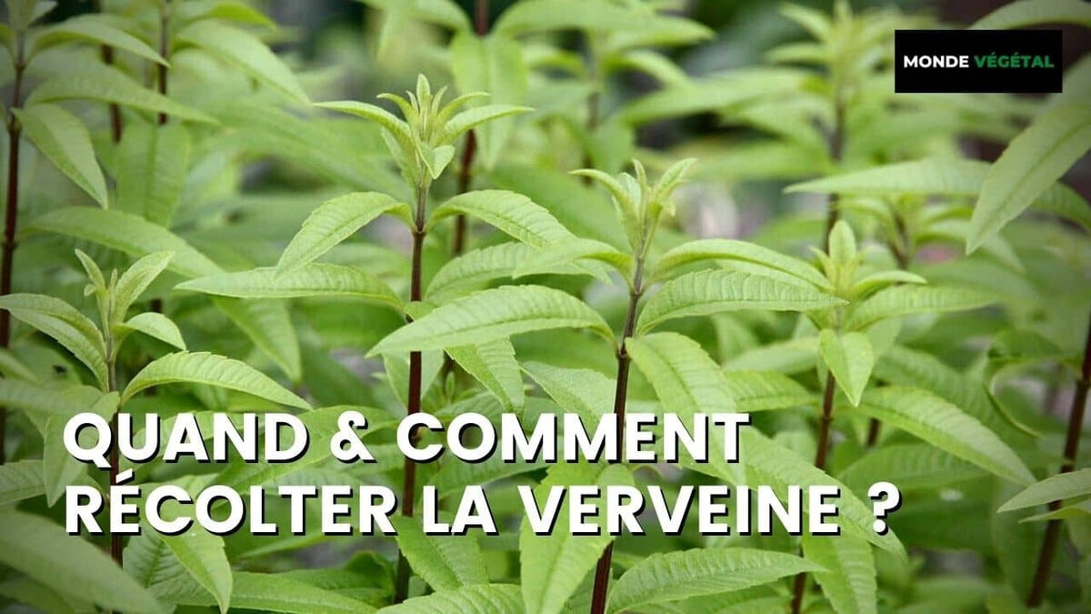 QUAND ET COMMENT RÉCOLTER LA VERVEINE ?