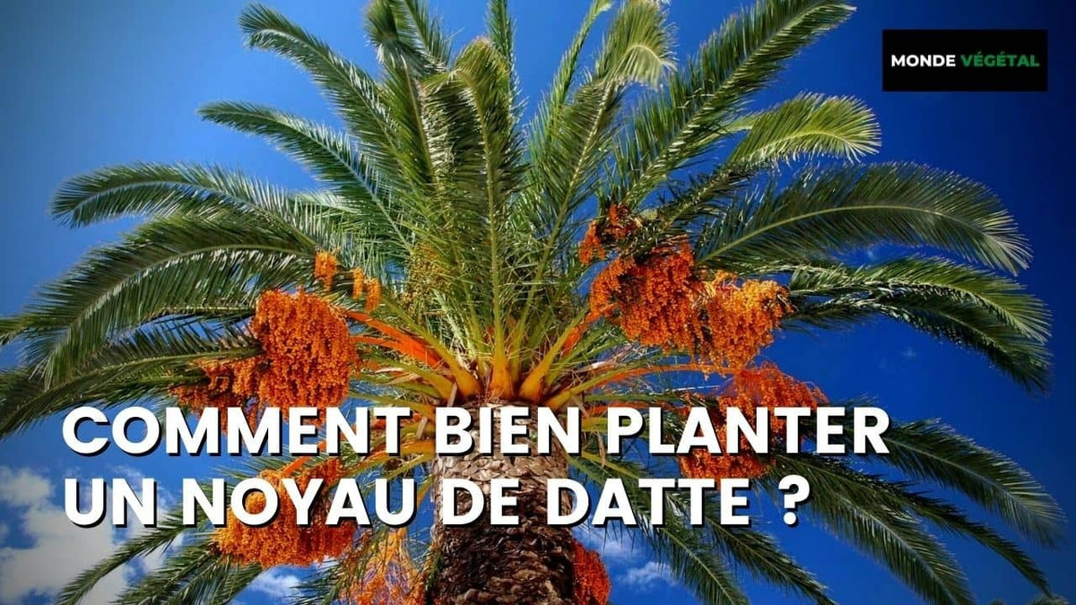 COMMENT PLANTER UN NOYAU DE DATTE ?