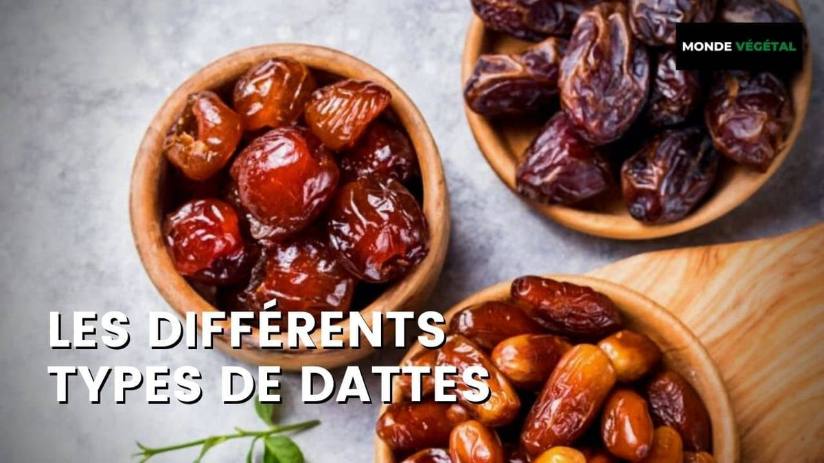 LES DIFFÉRENTS TYPES DE DATTES