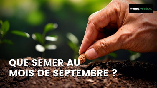 LISTE :QUE SEMER EN SEPTEMBRE