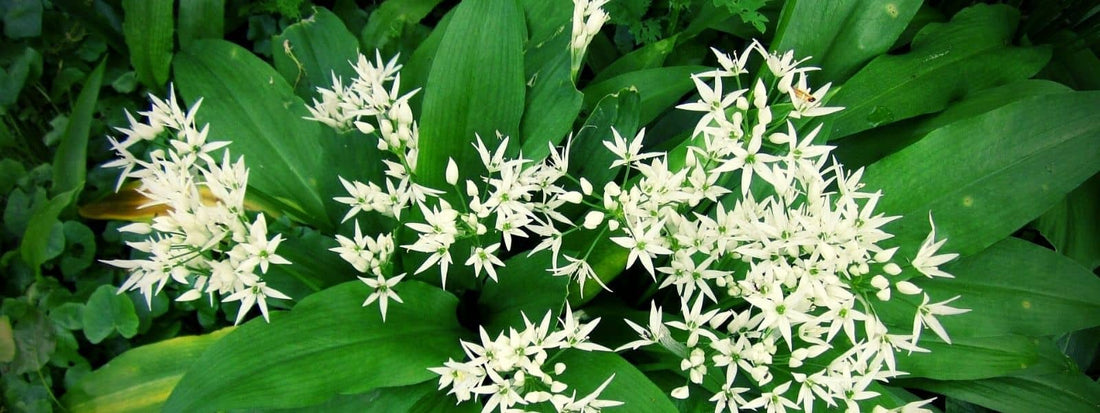 AIL DES OURS Allium ursinum bienfaits, recettes, confusions et tous ses secrets