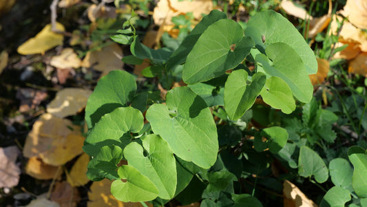 Photo d'Aristoloche clématite