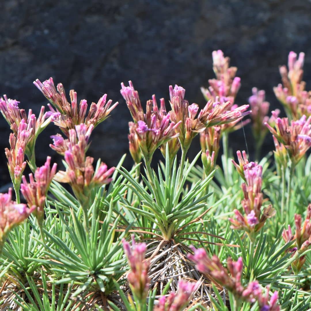 Acantholimon glumaceum plantes rares et insolites monde vegetal