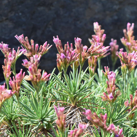 Acantholimon glumaceum plantes rares et insolites monde vegetal