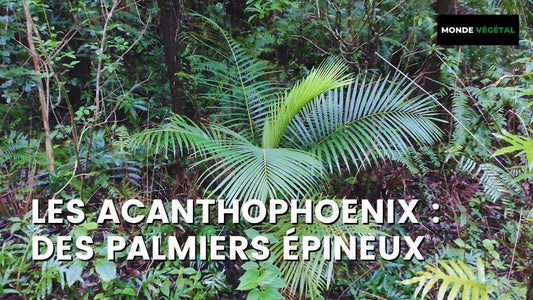 Acanthophoenix