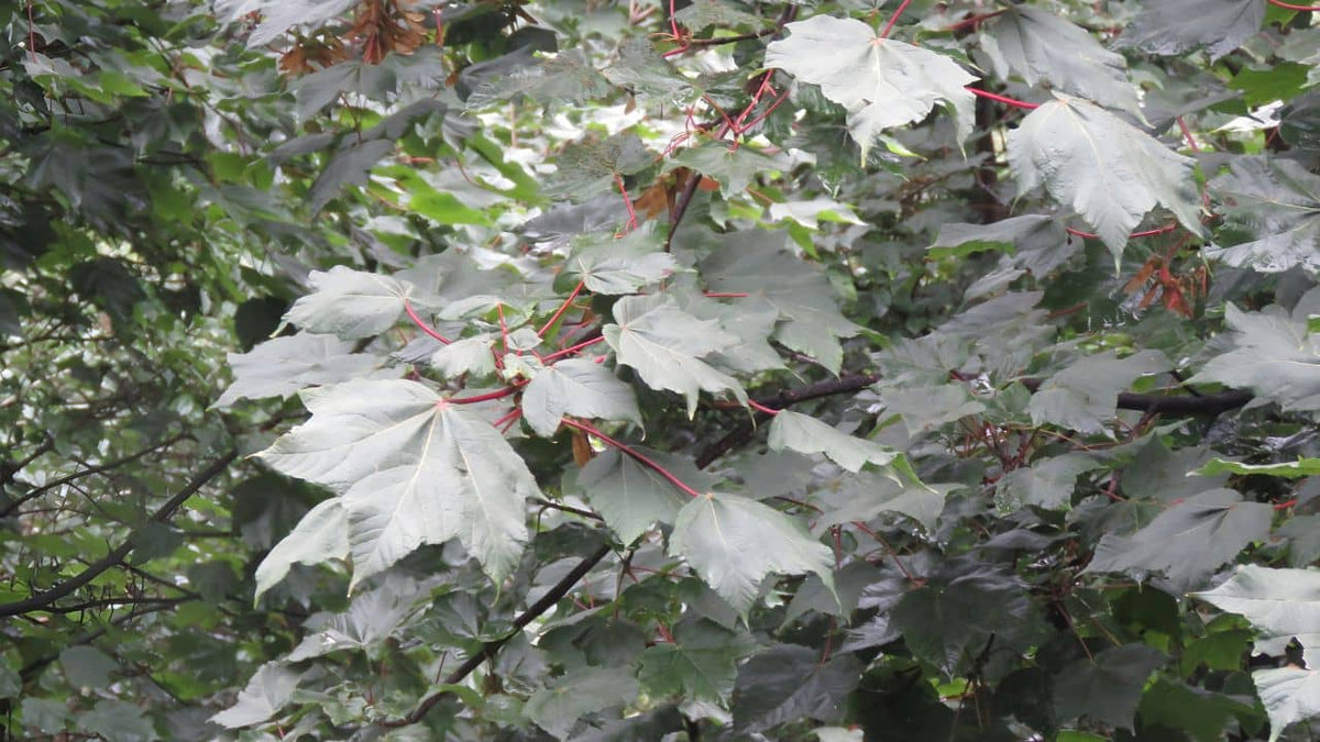 Acer acuminatum érable acuminé une espèce d'érable rare 
