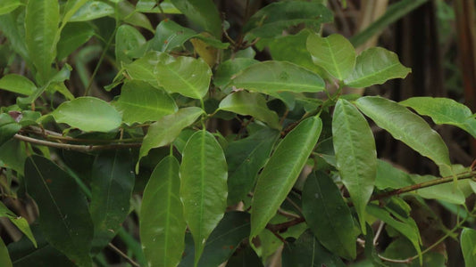 Acer albopurpurascens feuilles érable albo-pourpré espèces d'érables rares