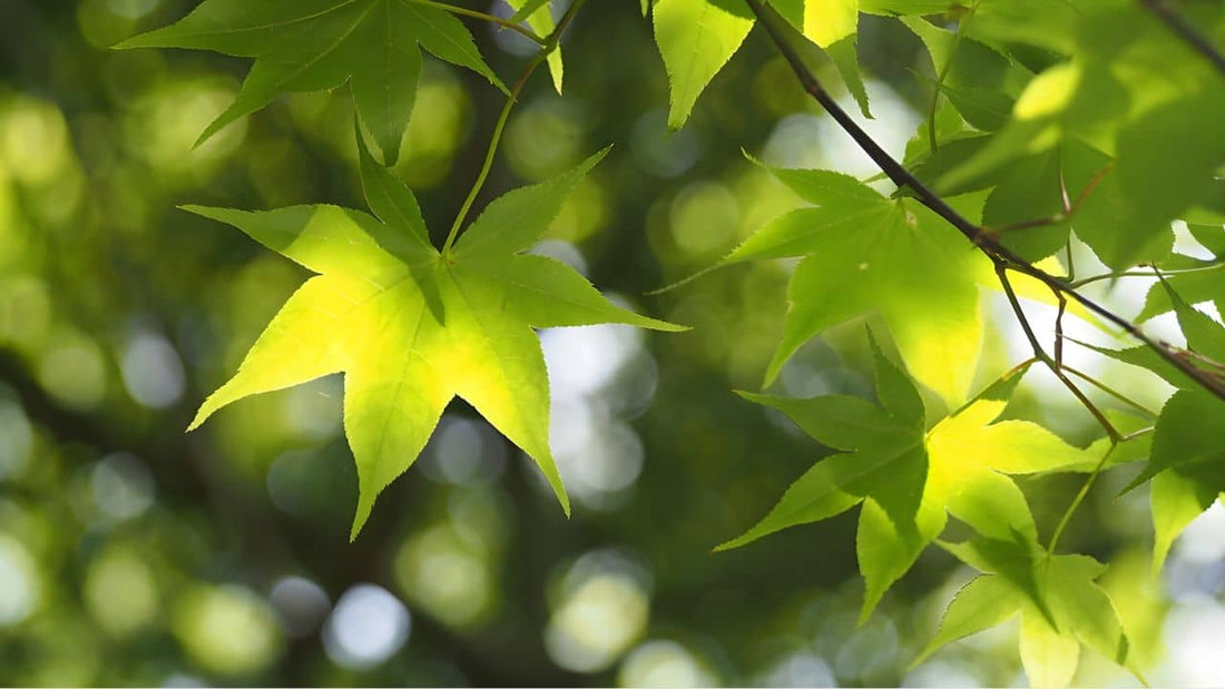 Acer amoenum feuilles un érable très proche d'acer palmatum monde vegetal