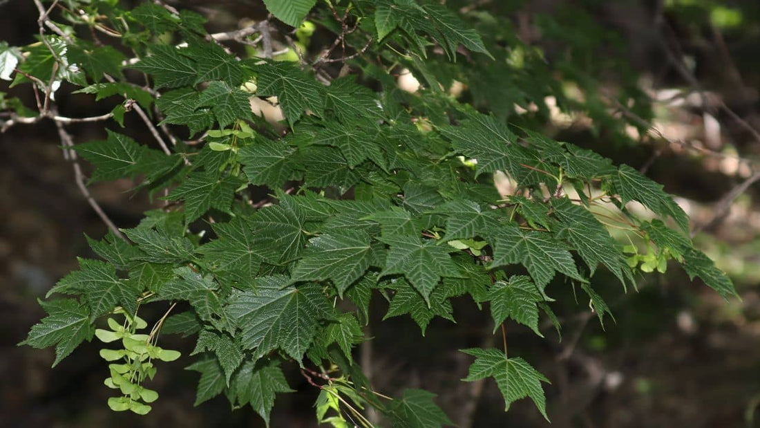 Acer argutum un des érables japonais les plus simples à reconnaitre comment planter tailler cultiver entretenir