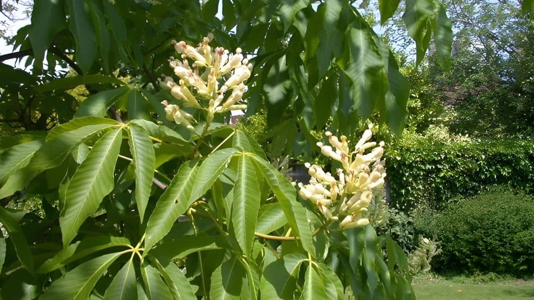 Aesculus flava Pavier jaune Marronnier jaune