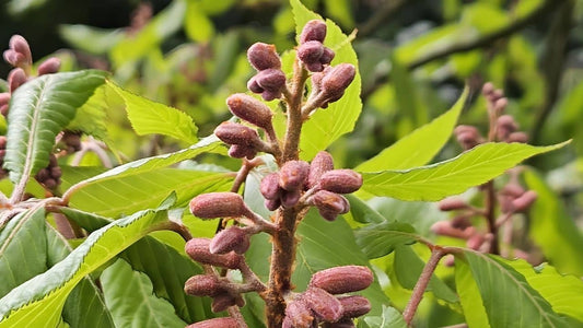 Aesculus hybrida Marronnier hybride un arbre rare monde vegetal