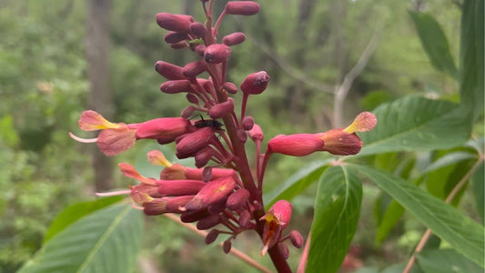 Aesculus mutabilis une des espèces d'Aesculus les plus rares du monde